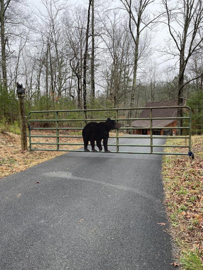 Great Smoky Mountains Cabin!, Secluded, Pet-Kid Friendly! سيفيرفيل المظهر الخارجي الصورة